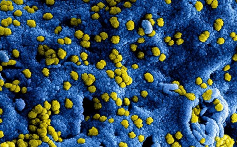 Het Coronavirus verschilt niet veel van de virussen die onze voorouders hebben opgelopen