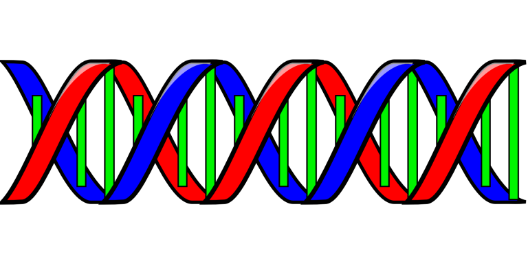 SideView-functie van Ancestry laat zien van welke ouder de genetische informatie is.