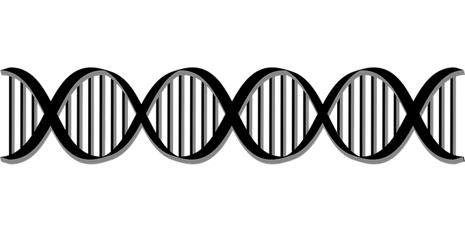DNA – ontwikkeling