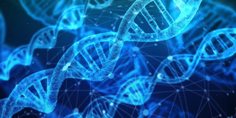 Analyse van mitochondriale HVR I + II toont groot aantal variaties